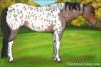 Horse Color:Bay Roan Tobiano Appaloosa
