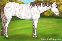 Horse Color:Red Dun Appaloosa 