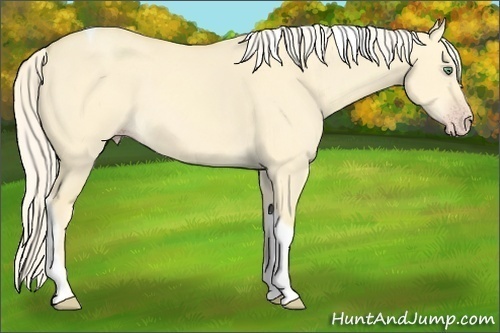 Horse Color:Gold Cream Champagne Dun Tobiano