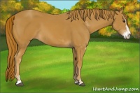 Horse Color:Chestnut Sabino