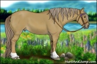 Horse Color:Chocolate Palomino Dun 