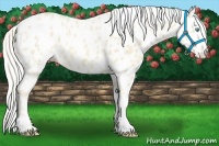 Horse Color:Cremello Appaloosa 