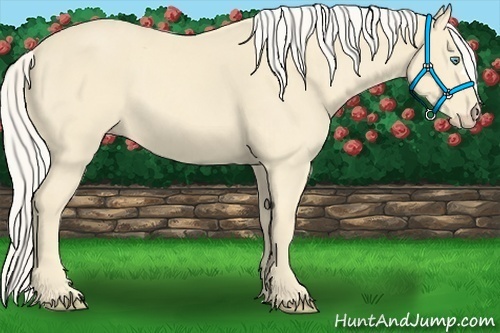 Horse Color:Cremello 