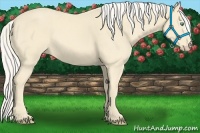 Horse Color:Cremello 