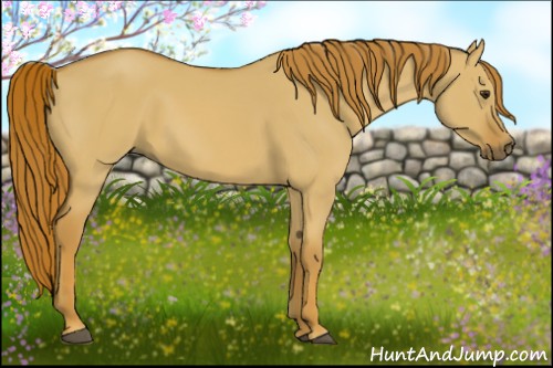 Horse Color:Red Dun 