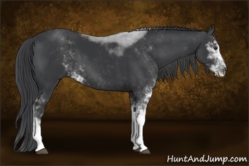 Horse Color:Black Sabino