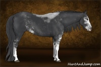 Horse Color:Black Sabino 