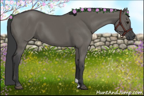 Horse Color:Grullo 