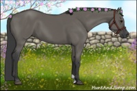 Horse Color:Grullo 