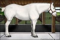 Horse Color:Perlino Dun