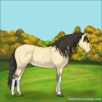 Horse Color:Buckskin Dun 