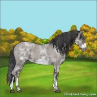 Horse Color:White Spotted Grullo Roan Frame