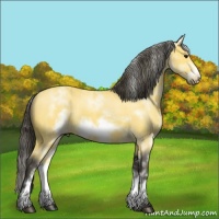 Horse Color:White Spotted Buckskin Sabino Frame