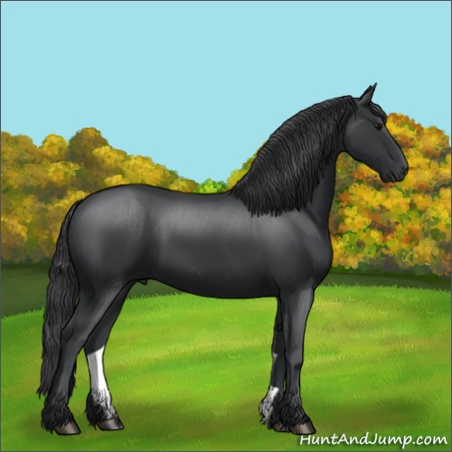 Horse Color:Black Sabino 