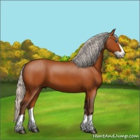 Horse Color:Silver Bay Splash 