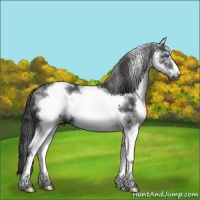 Horse Color:White Spotted Black Sabino Frame 