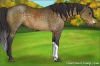 Horse Color:Buckskin 