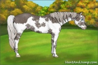 Horse Color:Silver Black Splash