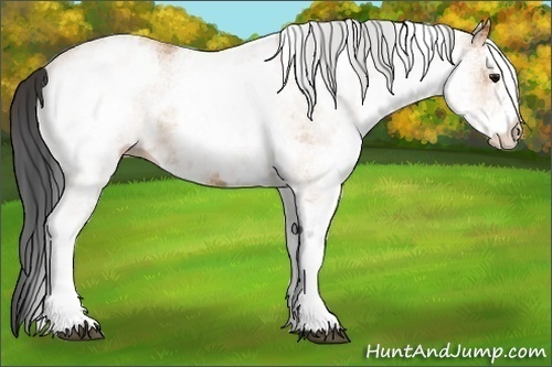 Horse Color:White Spotted Bay