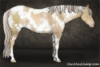 Horse Color:White Spotted Chocolate Palomino Pearl 