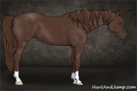 Horse Color:Liver Chestnut 
