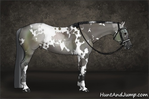 Horse Color:White Spotted Grullo 