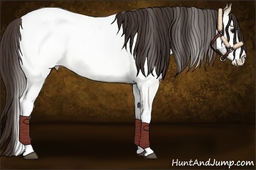 Horse Color:White Spotted Bay Dun Near Fewspot