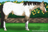 Horse Color:Gray Bay Dun Near Fewspot 