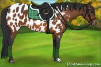 Horse Color:Bay Appaloosa 