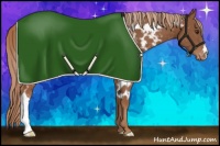 Horse Color:Chestnut Appaloosa 