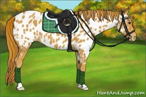 Horse Color:Chestnut Appaloosa 