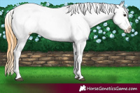 Horse Color:Buckskin Blanket