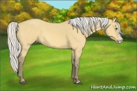 Horse Color:Silver Buckskin Dun Splash