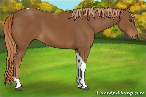 Horse Color:Chestnut Tobiano