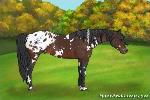 Horse Color:White Spotted Brown Varnish