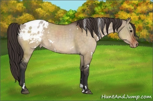 Horse Color:White Spotted Brown Dun Appaloosa 