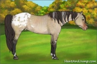 Horse Color:White Spotted Brown Dun Appaloosa 