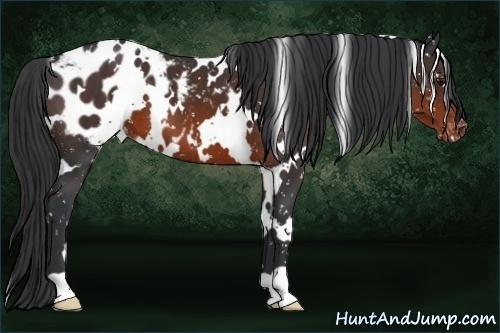 Horse Color:White Spotted Brown Appaloosa 