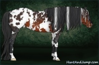 Horse Color:White Spotted Brown Appaloosa 