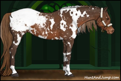 Horse Color:White Spotted Liver Chestnut Appaloosa 