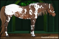 Horse Color:White Spotted Liver Chestnut Appaloosa 