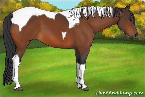 Horse Color:Bay Tobiano 
