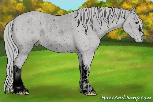 Horse Color:ERROR: UNKNOWN ANOMALY and ERROR: UNKNOWN ANOMALY