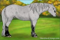 Horse Color:ERROR: UNKNOWN ANOMALY and ERROR: UNKNOWN ANOMALY