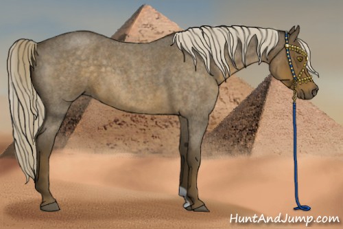 Horse Color:Chocolate Palomino Roan 