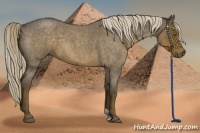 Horse Color:Chocolate Palomino Roan 