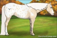 Horse Color:Silver Amber Cream Champagne Appaloosa 