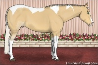 Horse Color:Silver Buckskin Splash Tobiano 
