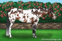 Horse Color:White Spotted Bay Appaloosa 