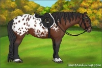 Horse Color:Brown Appaloosa 